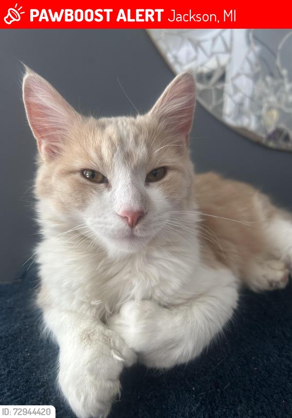Lost Male Cat last seen Parkside , Jackson, MI 49203