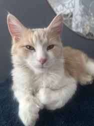 Lost Male Cat last seen Parkside , Jackson, MI 49203