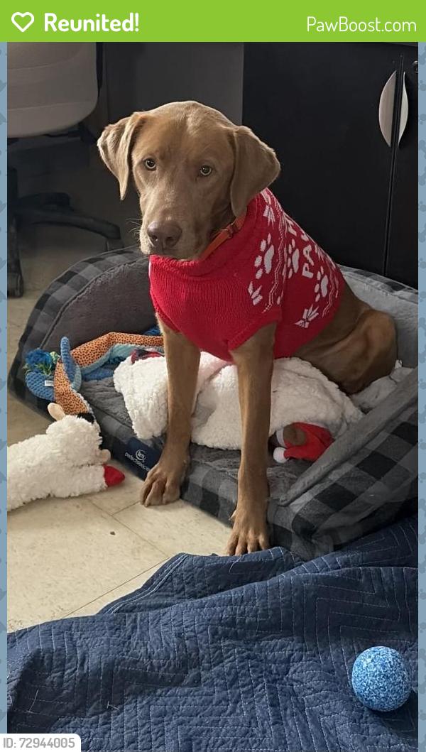 Reunited Male Dog last seen erson Bay Dr, Sumner County, TN 37066