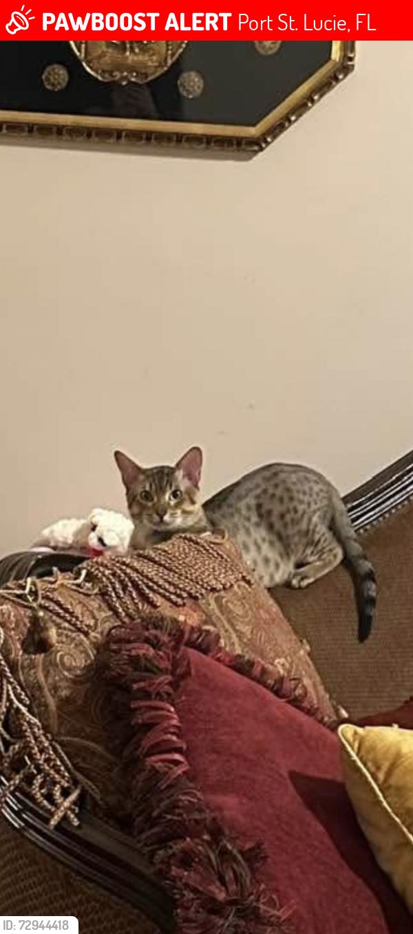 Lost Male Cat last seen Isabella Lane and Reforma Spanish Lakes PSL FL, Port St. Lucie, FL 34952