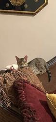 Lost Male Cat last seen Isabella Lane and Reforma Spanish Lakes PSL FL, Port St. Lucie, FL 34952