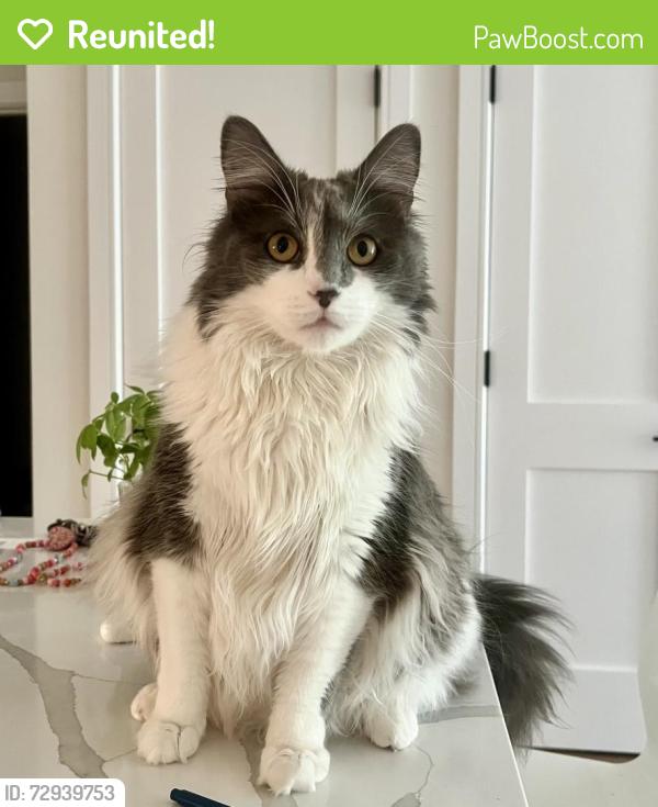 Reunited Male Cat last seen Near Park Ave, Fairfield, CT 06825, USA, Fairfield, CT 06825