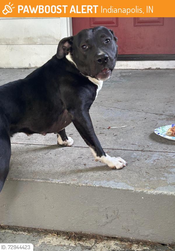 Found/Stray Female Dog last seen Kealing and 10th St , Indianapolis, IN 46201