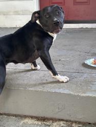 Found/Stray Female Dog last seen Kealing and 10th St , Indianapolis, IN 46201