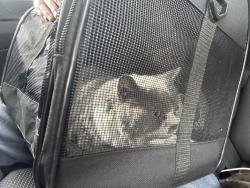 Reunited Male Cat last seen Merlin Street Oval, Halls Head, WA 6210