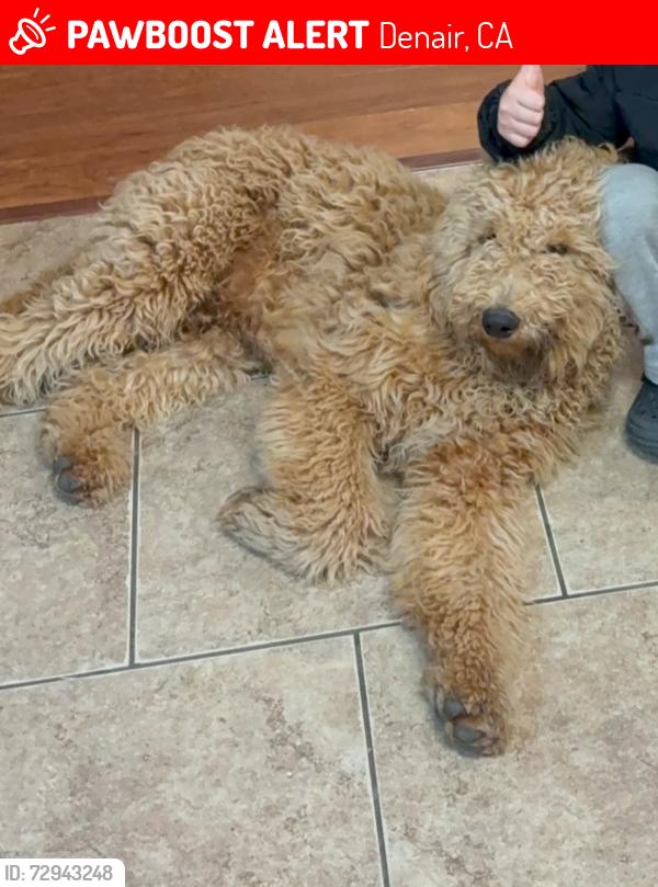Lost Male Dog last seen Santa Fe ave Denair ca , Denair, CA 95316