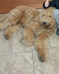 Lost Male Dog last seen Santa Fe ave Denair ca , Denair, CA 95316