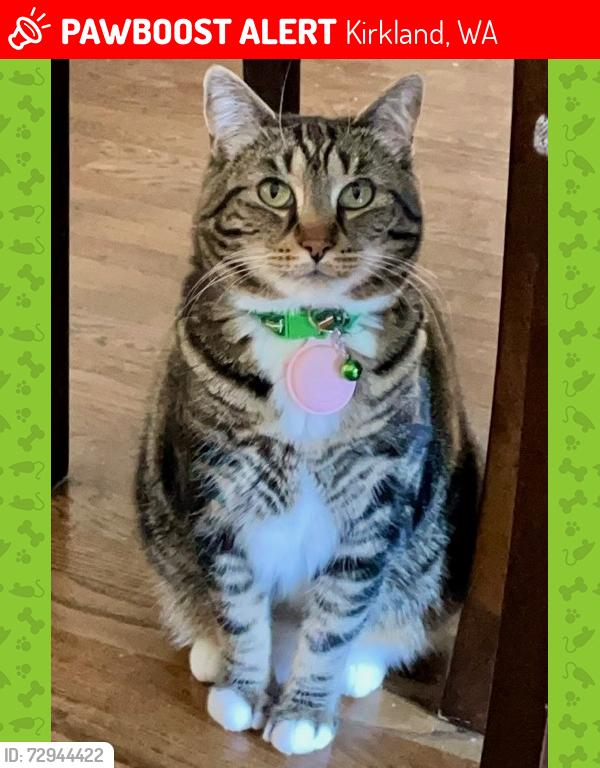 Lost Female Cat last seen Near the restaurant Sparrow and in the Juanita neighborhood area., Kirkland, WA 98034