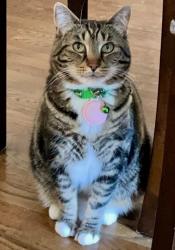 Lost Female Cat last seen Near the restaurant Sparrow and in the Juanita neighborhood area., Kirkland, WA 98034