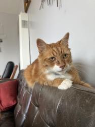 Reunited Male Cat last seen 225th St Torrance , Torrance, CA 90505