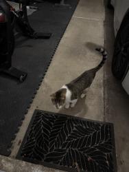 Reunited Unknown Cat last seen Riverwoods Drive, Melrose Park, IL 60160