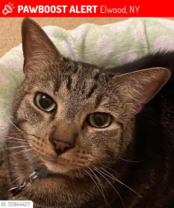 Lost Male Cat last seen Colonial Street , Elwood, NY 11731