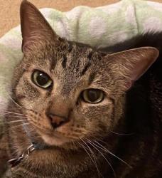 Lost Male Cat last seen Colonial Street , Elwood, NY 11731