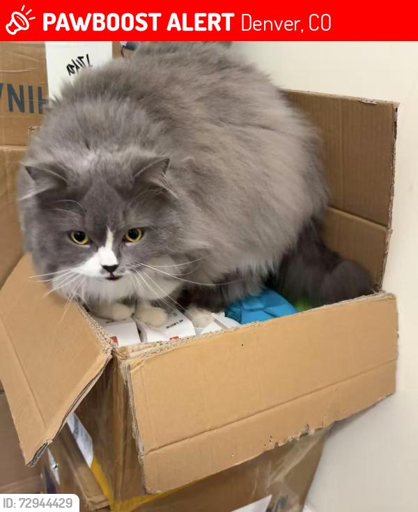 Lost Female Cat last seen alton park, Denver, CO 80247