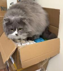 Lost Female Cat last seen alton park, Denver, CO 80247