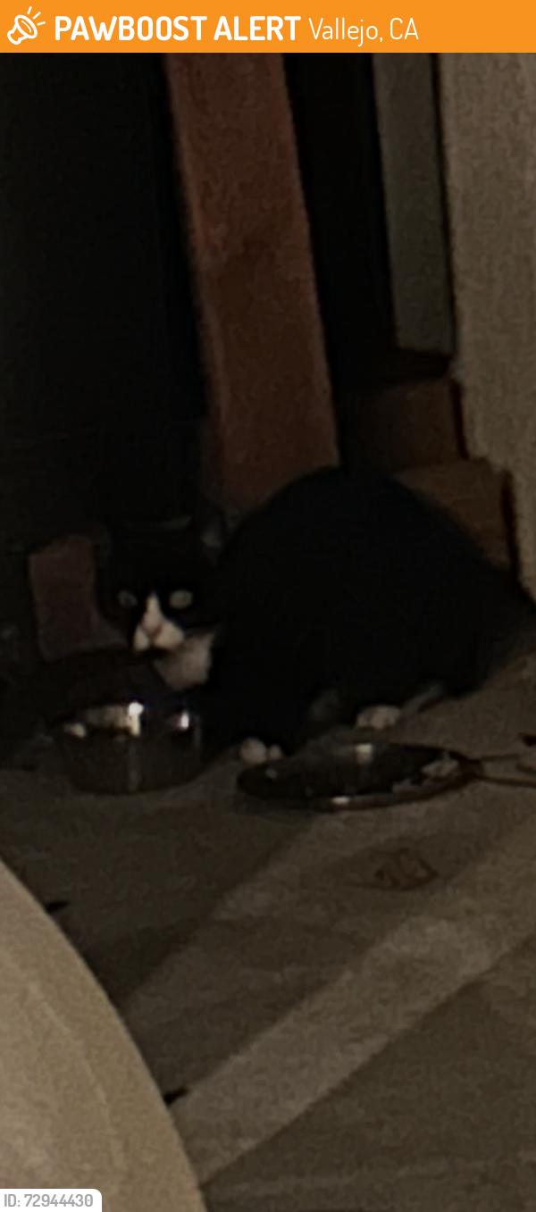 Found/Stray Unknown Cat last seen Lookout drive, Vallejo, CA 94591
