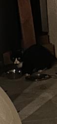 Found/Stray Unknown Cat last seen Lookout drive, Vallejo, CA 94591