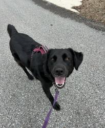 Reunited Female Dog last seen Lincoln and Kenyon, Englewood, CO 80113