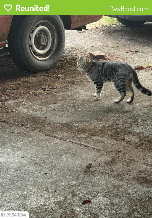 Reunited Male Cat last seen River Road, Eugene, Eugene, OR 97404