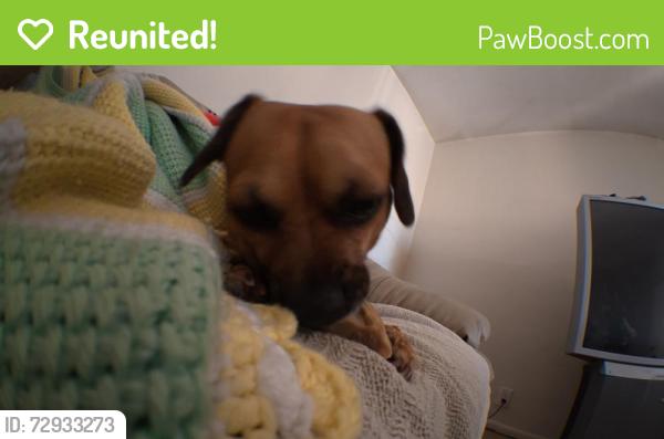 Reunited Male Dog last seen 28th st / craycroft, Tucson, AZ 85711