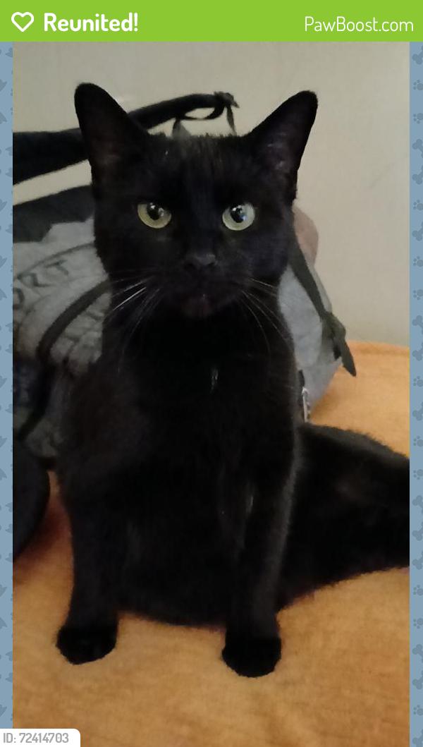 Reunited Female Cat last seen Daly rd on one end and Hempstead on the other end, Finneytown, OH 45231