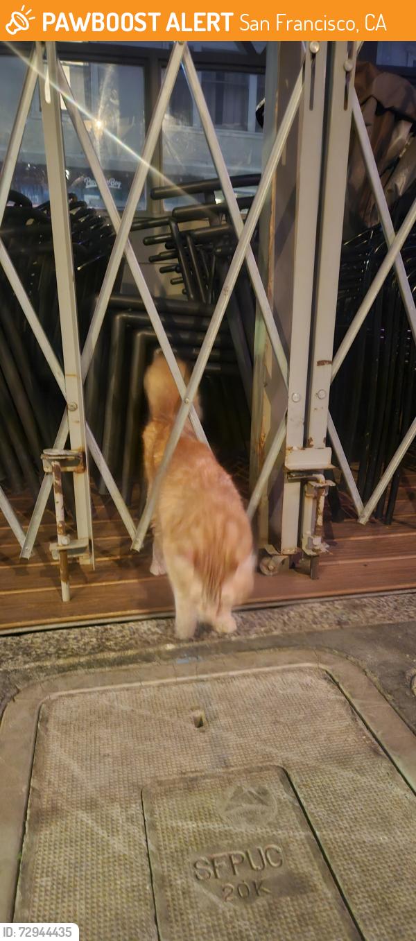 Found/Stray Unknown Cat last seen Parklet at novy, San Francisco, CA 94114