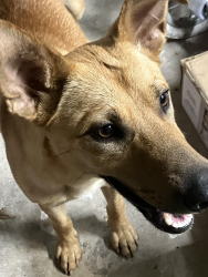 Found/Stray Male Dog last seen Near E and Artesian Way, Humble, TX 77346