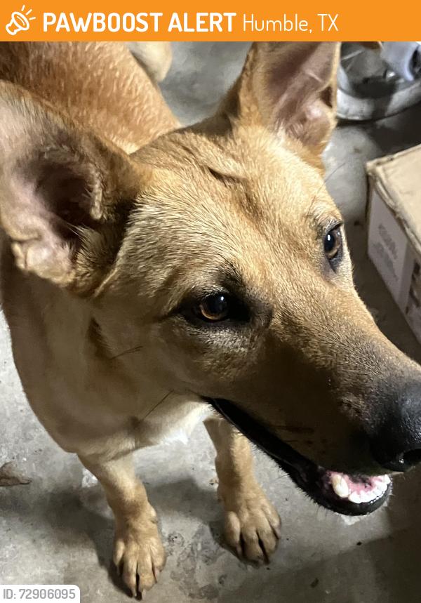 Found/Stray Male Dog last seen Near E and Artesian Way, Humble, TX 77346