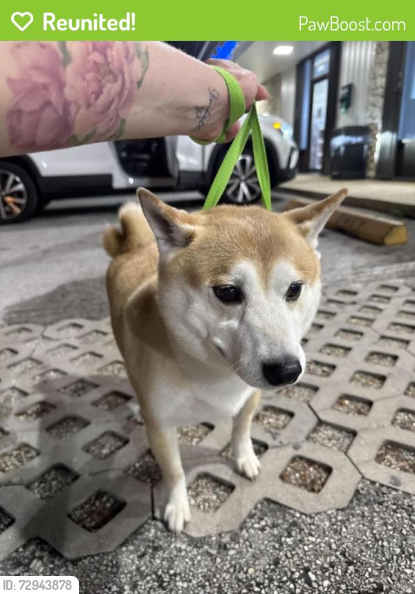 Reunited Male Dog last seen Near sw 131st path, Miami, FL 33183