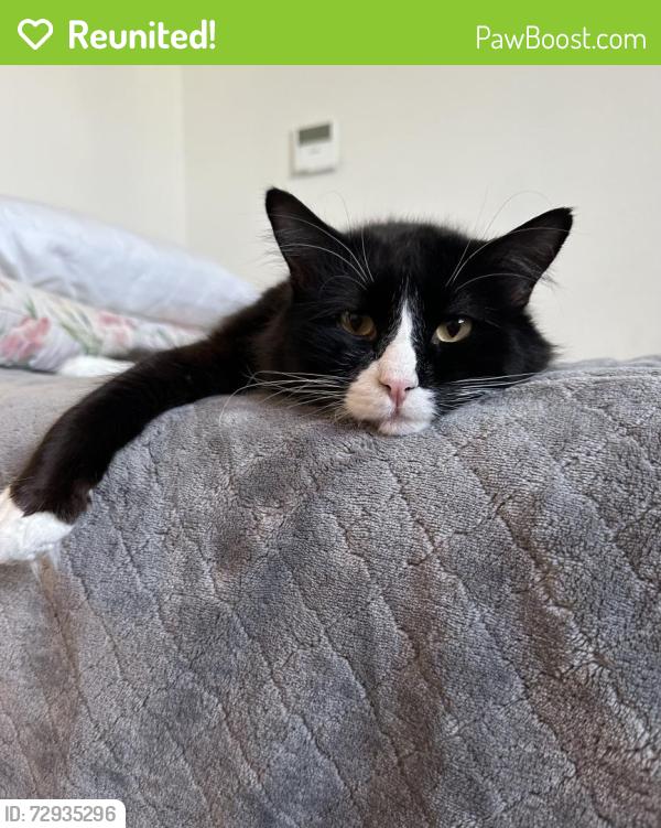 Reunited Male Cat last seen 5th St & Villa Woods Dr Turlock CA, Turlock, CA 95380