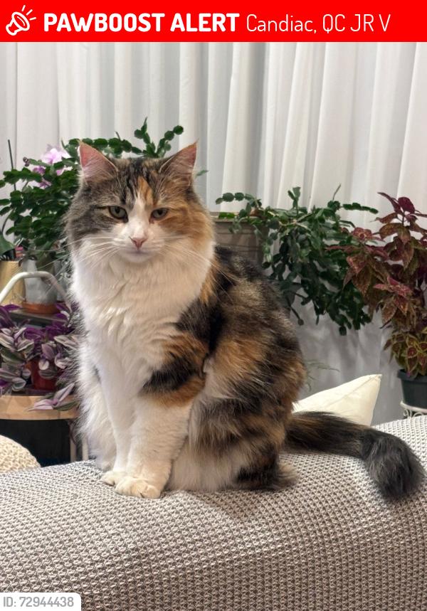 Lost Female Cat last seen Av des Chênes, Rue des Marronniers , Candiac, QC J5R 0V2
