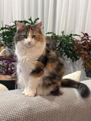 Lost Female Cat last seen Av des Chênes, Rue des Marronniers , Candiac, QC J5R 0V2