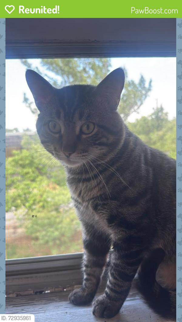 Reunited Male Cat last seen family fair, galvin road , Bellevue, NE 68005