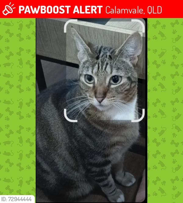Lost Female Cat last seen Hamish street, Calamvale, QLD 4116