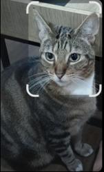 Lost Female Cat last seen Hamish street, Calamvale, QLD 4116
