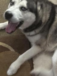 Reunited Male Dog last seen New center elementary , Sevierville, TN 37876
