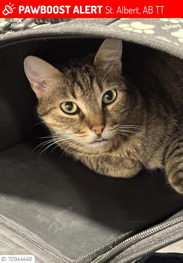 Lost Female Cat last seen Erin ridge north, St. Albert, AB T8T