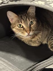 Lost Female Cat last seen Erin ridge north, St. Albert, AB T8T