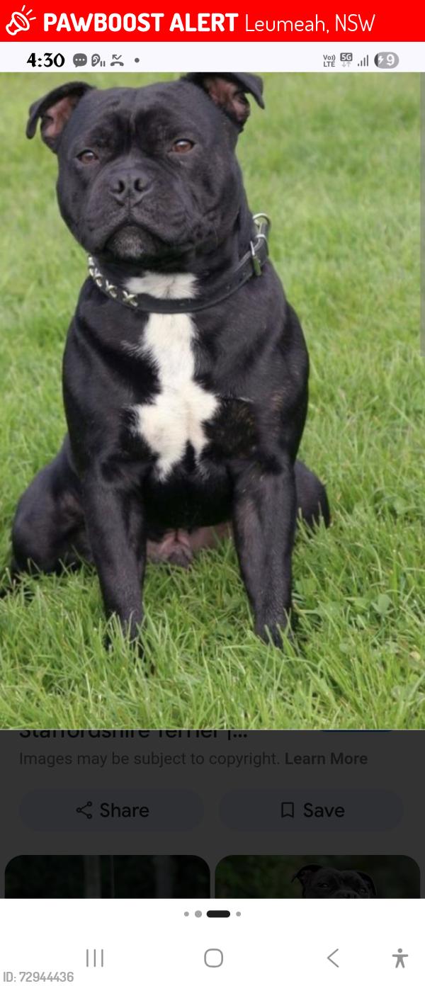 Lost Male Dog last seen Pembroke  rd, Leumeah, NSW 2560