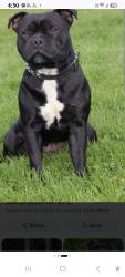 Lost Male Dog last seen Pembroke  rd, Leumeah, NSW 2560