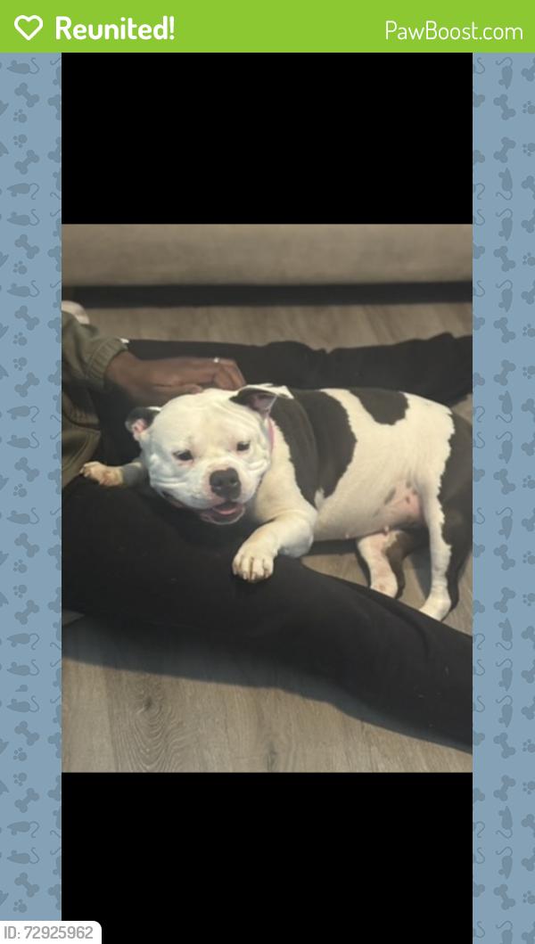 Reunited Female Dog last seen Near golden eagle ct , Killeen, TX 76549