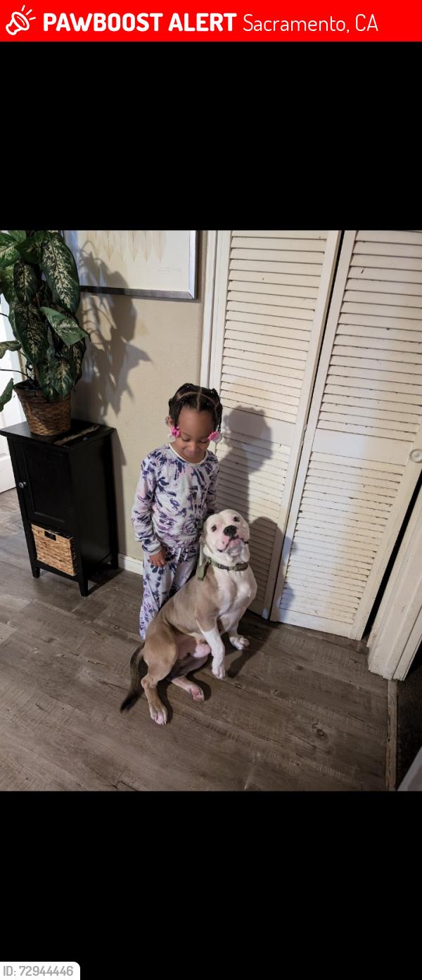Lost Male Dog last seen 24th Ave and FlorinRd., Sacramento, CA 95822