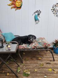 Lost Female Dog last seen Chichester Ave., Scott Ave., Beeson St.,Blueball Ave , Boothwyn, PA 19061