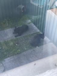 Found/Stray Female Dog last seen Wheeler street, Lalor Park, NSW 2147