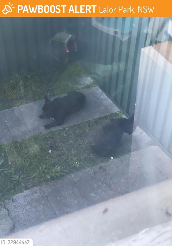 Found/Stray Female Dog last seen Wheeler street, Lalor Park, NSW 2147