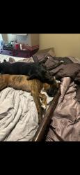 Reunited Female Dog last seen Carriage Hill, Denton, TX 76207, USA, Denton, TX 76207