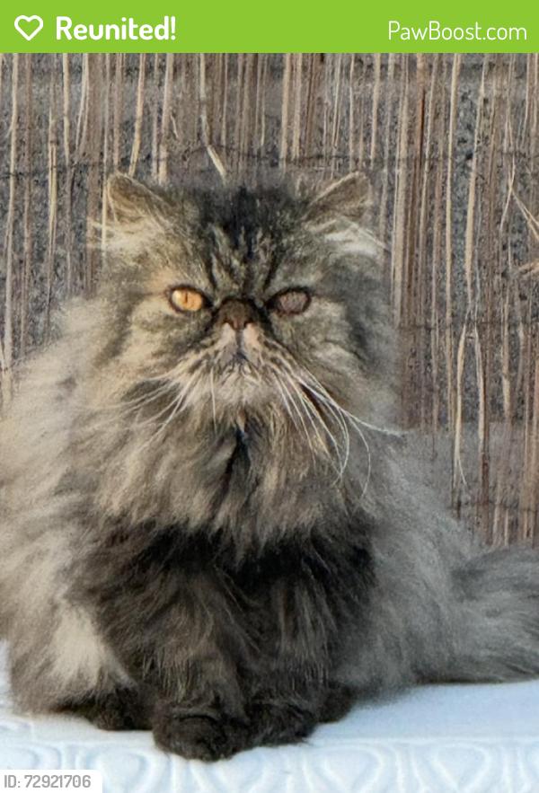 Reunited Male Cat last seen Rue de Boudreaux 89074, Henderson, NV 89074