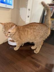 Reunited Female Cat last seen Trueno rd , Henderson, NV 89014