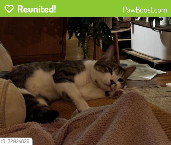 Reunited Male Cat last seen 65th and Ravenna, Seattle, WA 98115