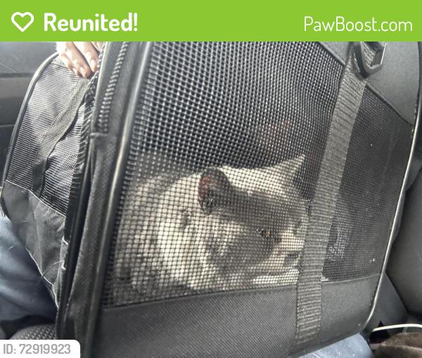 Reunited Male Cat last seen Merlin Street Oval, Halls Head, WA 6210